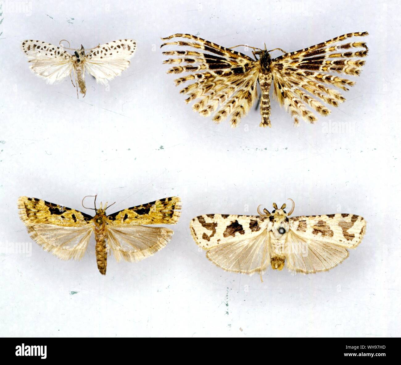 Butterflies/moths - left to right - Heterogymna pardalota, Alucita dohertyi, Meridarchis trapeziella, Copromorpha tetracha Stock Photo
