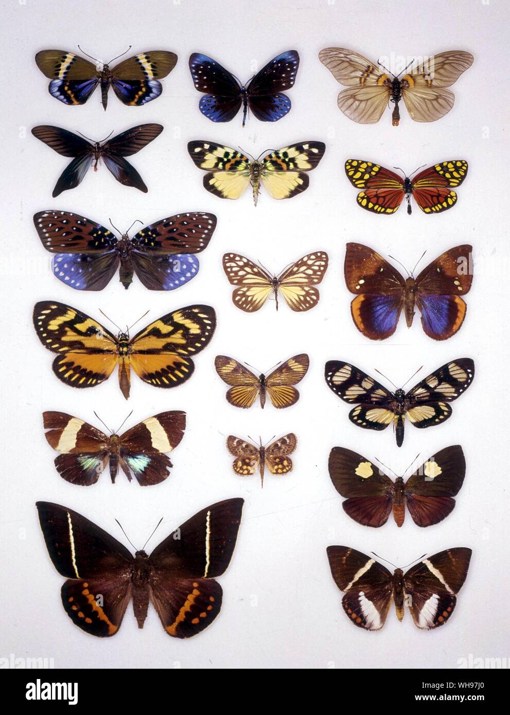 Butterflies/moths - left to right from the top - Eterusia repleta, Cyclosia midamia, Aglaope bifasciata, Gymnautocera rhodope, Erasmia pulchella, Campylotes desgodinsi, Erasmia sanguiflua, Cyclosia curiosa, Cyanostola diva, Zegara zagraevides, Riechia acraevides, Gazera linus, Neocastnia nicevillei, Synemon sophia, Enicospila marcus, Amauta cacia, Castnia licus Stock Photo