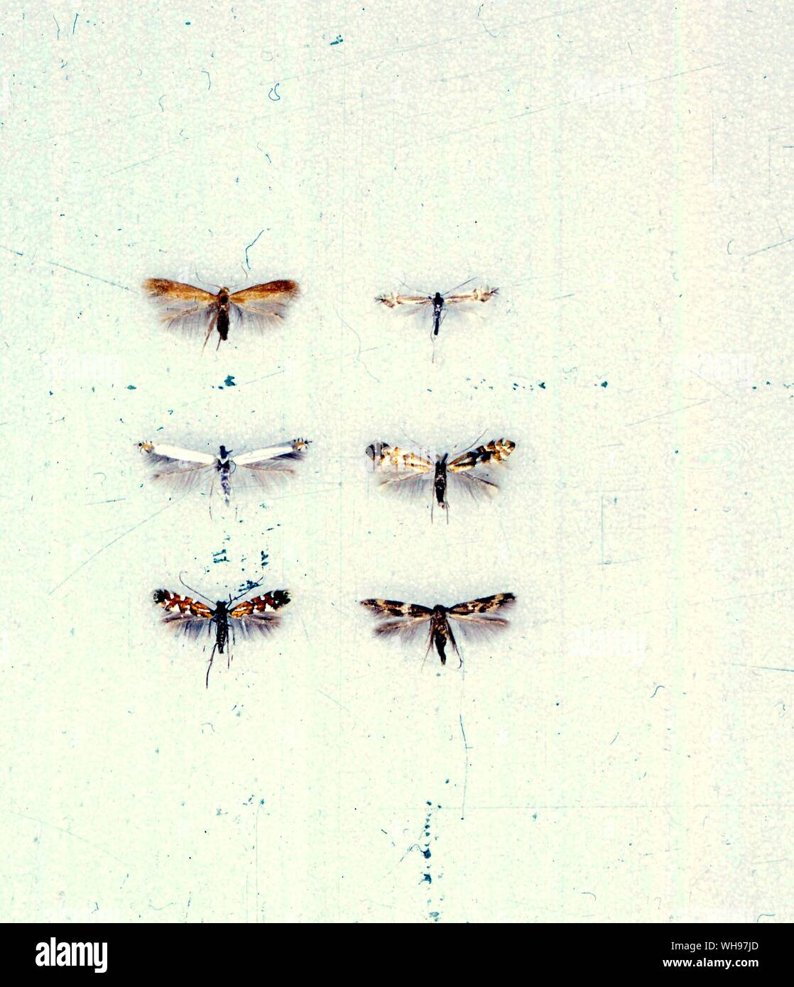 Butterflies/moths - left to right from the top - Tischeria ekebladella, Phyllocnistis saligna, Lyonetia latistrigella, Phyllonorycter cavella, Phyllonorycter lautella, Oinophila v-flava Stock Photo