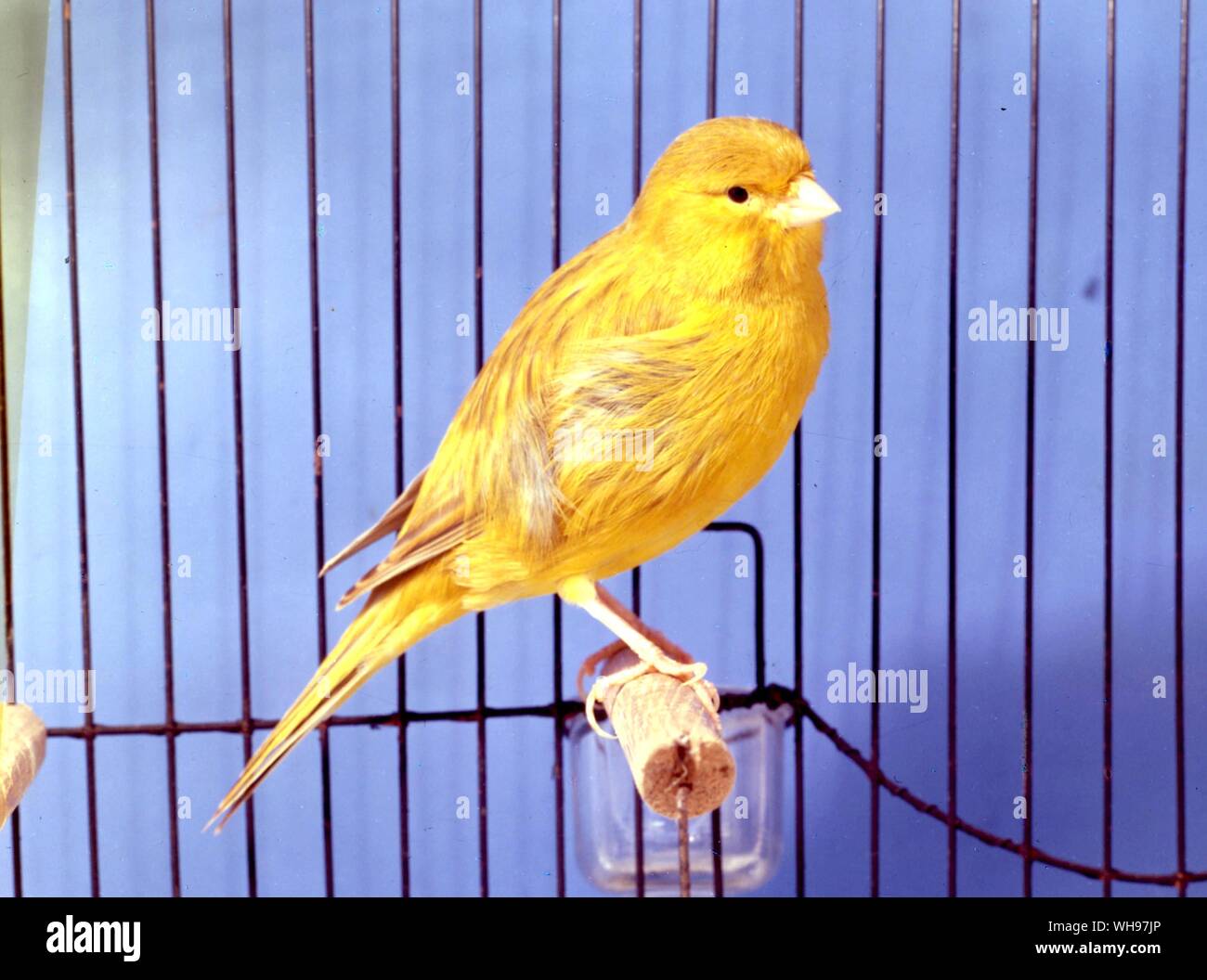 Cinnamon Border Fancy Stock Photo