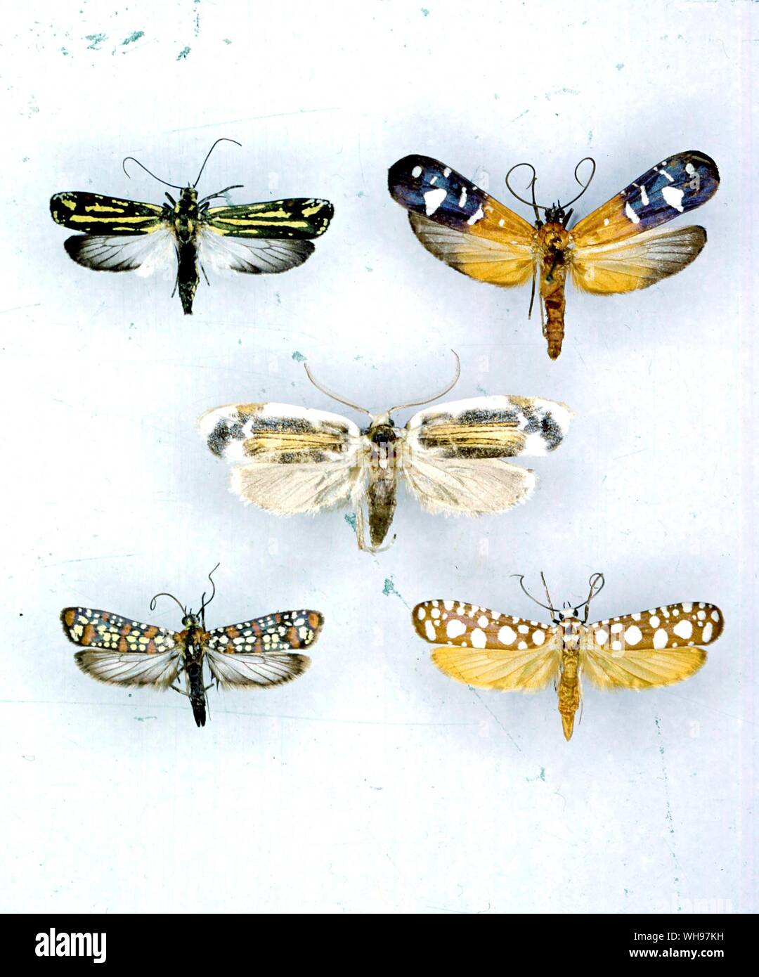 Butterflies/moths - left to right from the top - Atleva monerythra, Atteva mathewi, Comocritis olympia, Atteva pastulella, Atteva megalastra Stock Photo