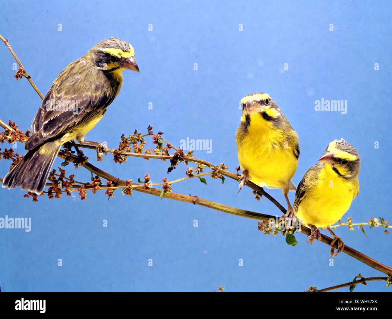 Three Green Singing Finches, a hen on the left Stock Photo