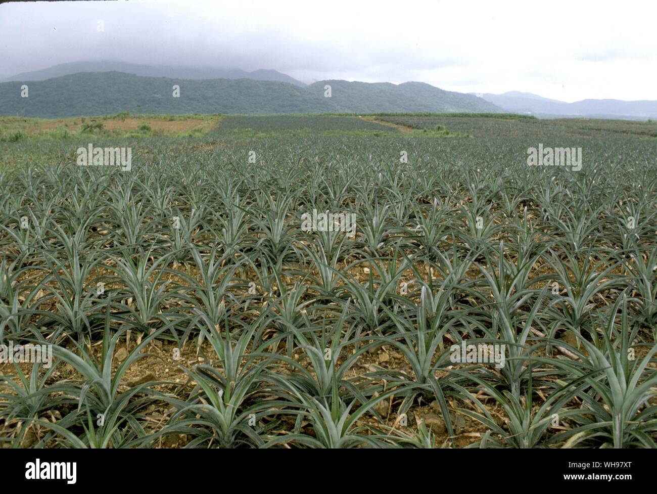 With its 1000 islands conservation campaign The Wild Bird Society hopes to protect some areas of native forest in the Ryukyu Islands from pineapple plantations and other intensive land use Stock Photo
