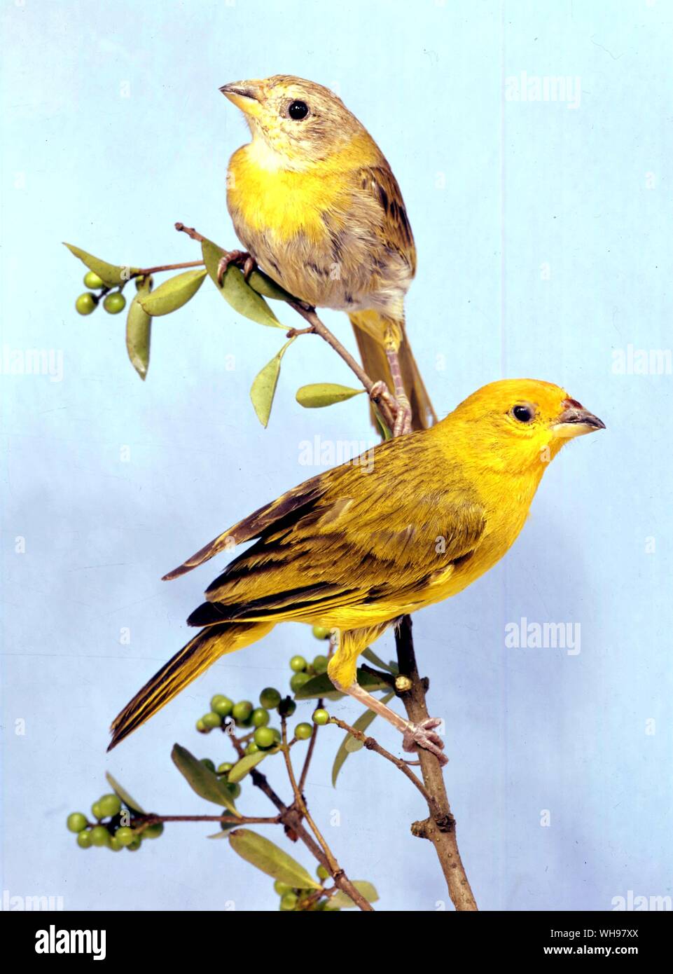 Pair of Saffron Finches, cock below Stock Photo Alamy