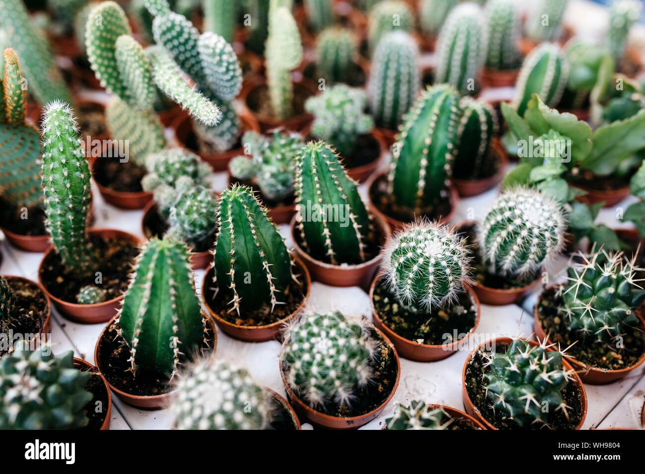 Different types of cacti in a garden center Stock Photo