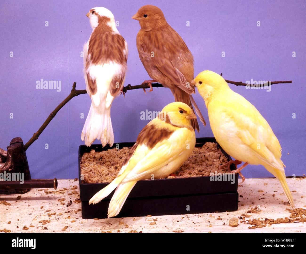 Four young Border Fancies - top, Cinnamon Variegated, Self Cinnamon. bottom, Cinnamon Variegated, Clear Yellow Stock Photo
