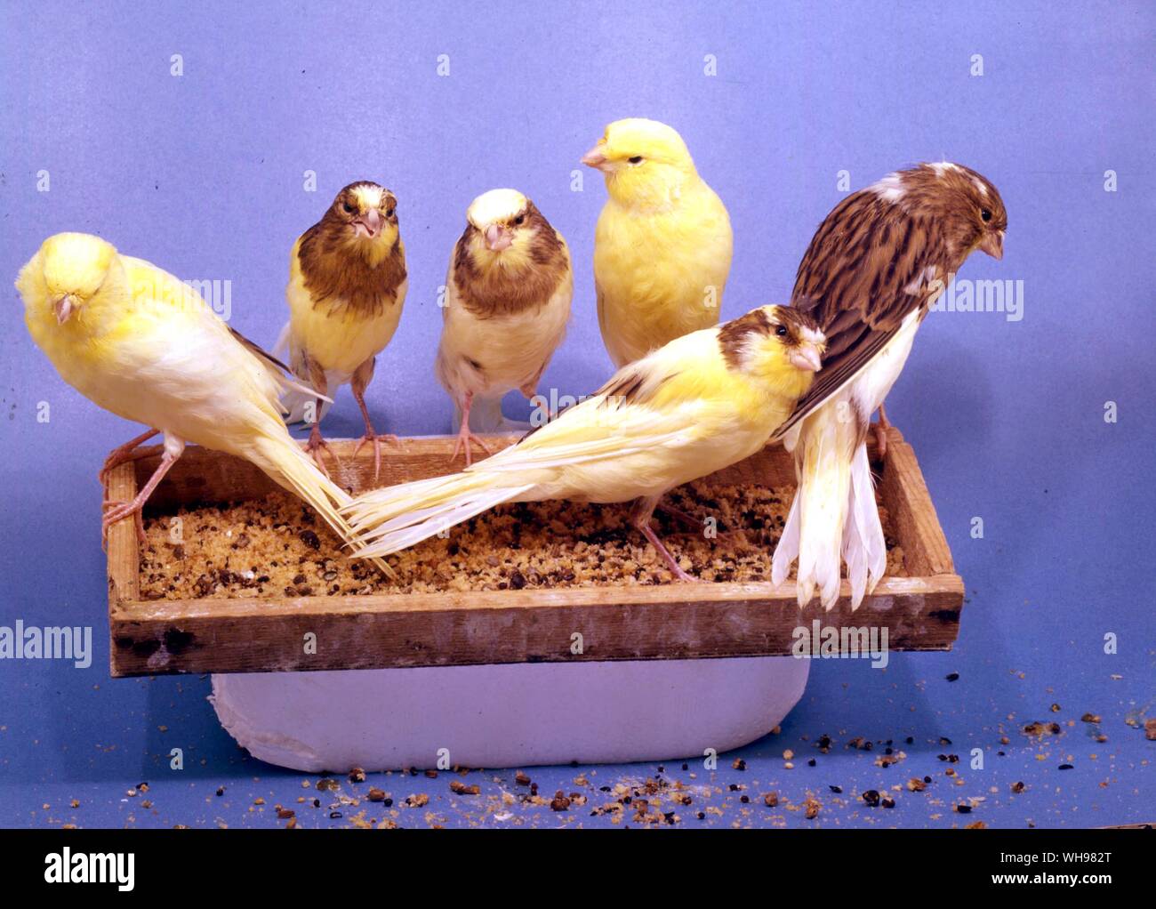 Six young Yorkshire Canaries - back, Variegated Yellow, Variegated Buff, Clear Yellow. front, Clear Yellow, Lightly Variegated Buff, Variegated Buff Stock Photo