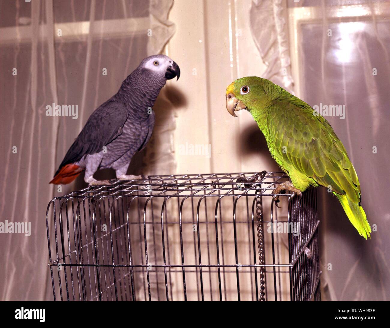 African Grey Parrot (left) and Yellowfronted Amazon Stock Photo Alamy