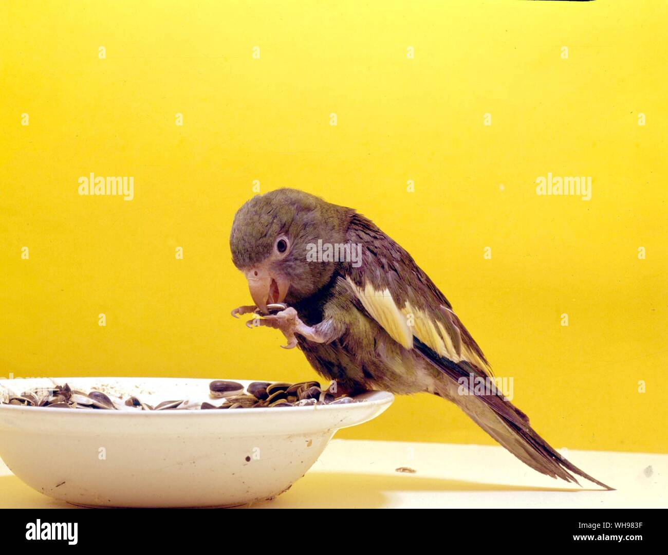 Canary-winged Parakeet Stock Photo