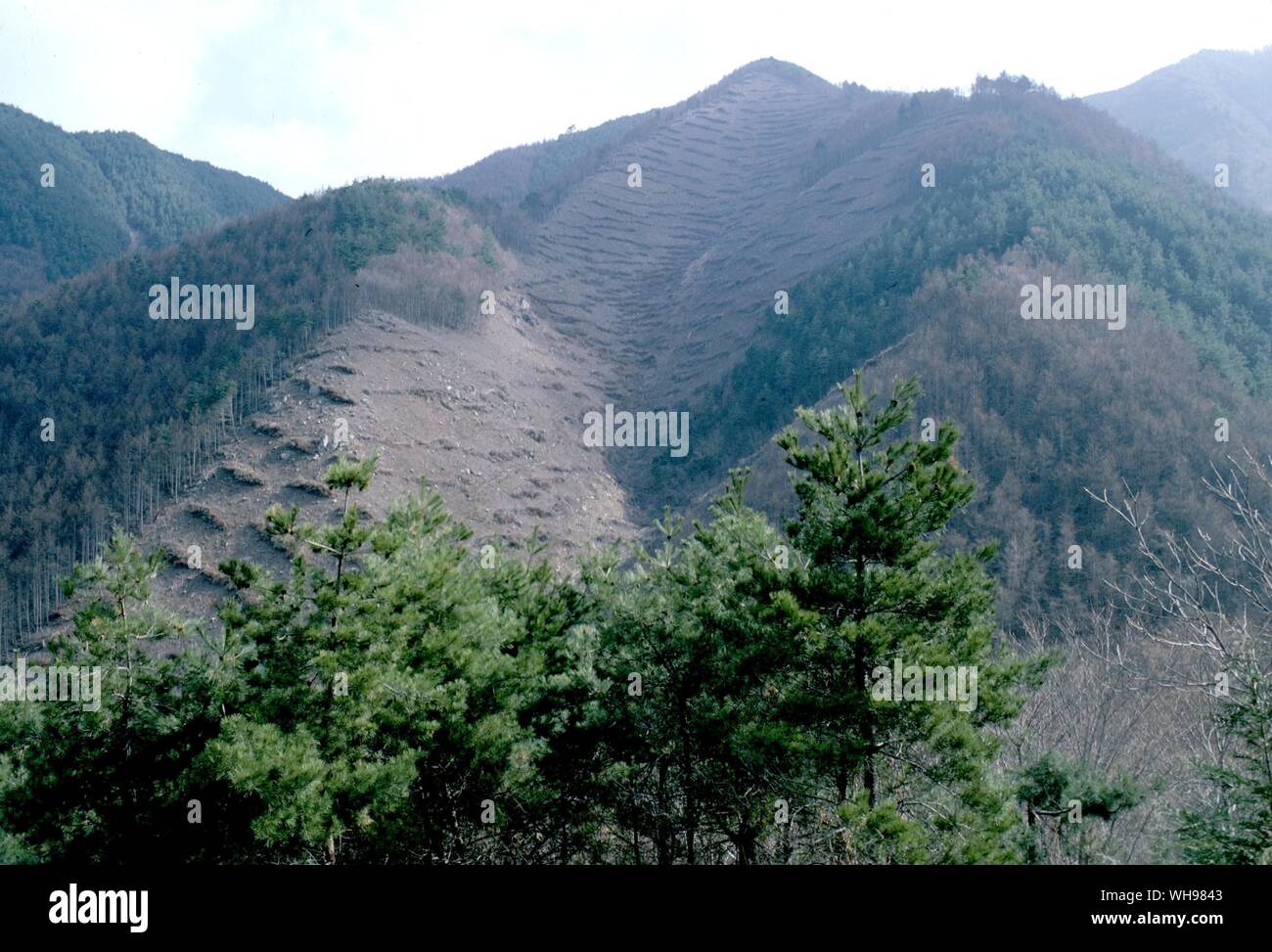 Despite high mountain ranges and deep valleys about 40 per cent of Japan's forest is commercially planted. Stock Photo