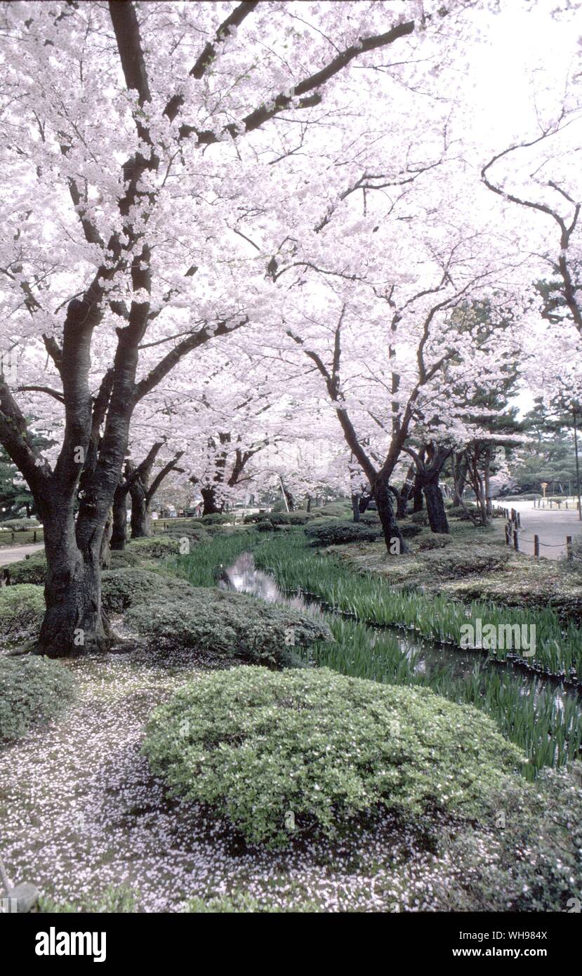 Cherry trees in the Kenrokuen gardens in Kanazawa, the falling blossoms symbolize all that is ephemental in Japan Stock Photo