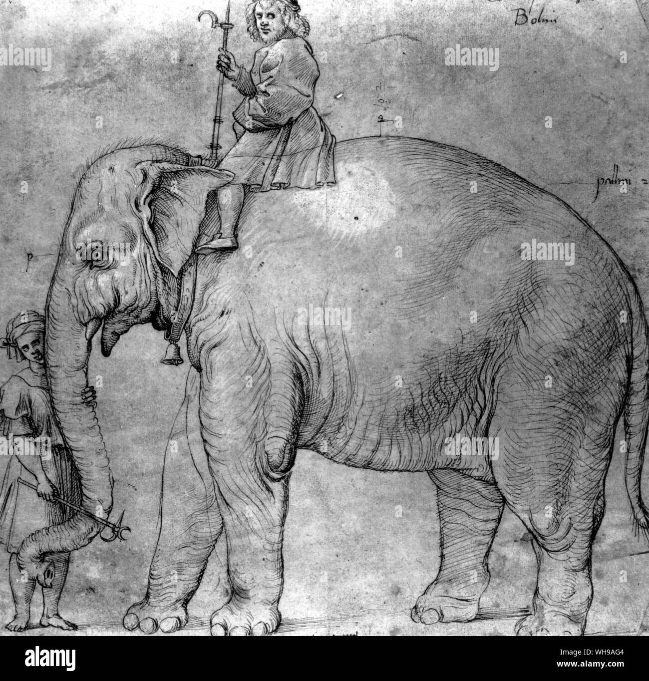 Hanno, the Indian elephant sent to Pope Leo X in 1513 by King Manoel.  Drawing after a lost original by Raphael Stock Photo
