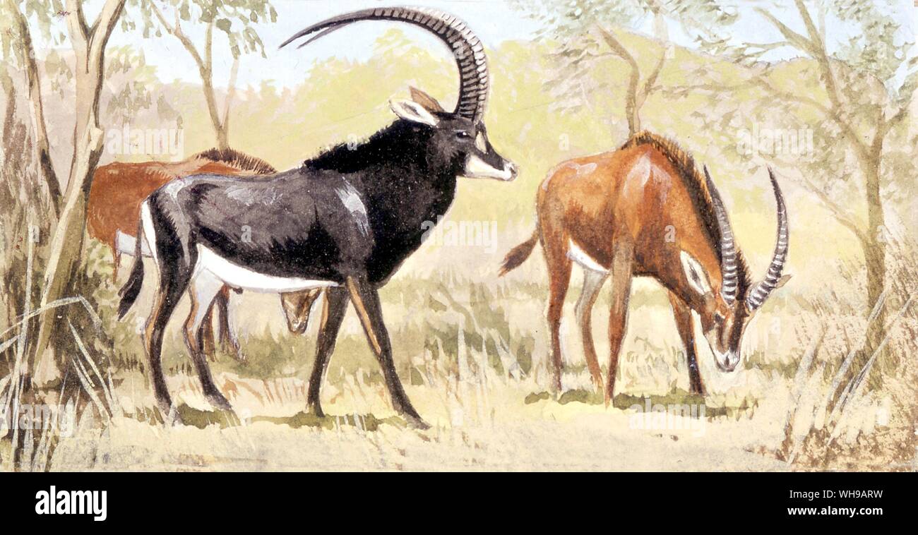 Great Sable Antelope Stock Photo