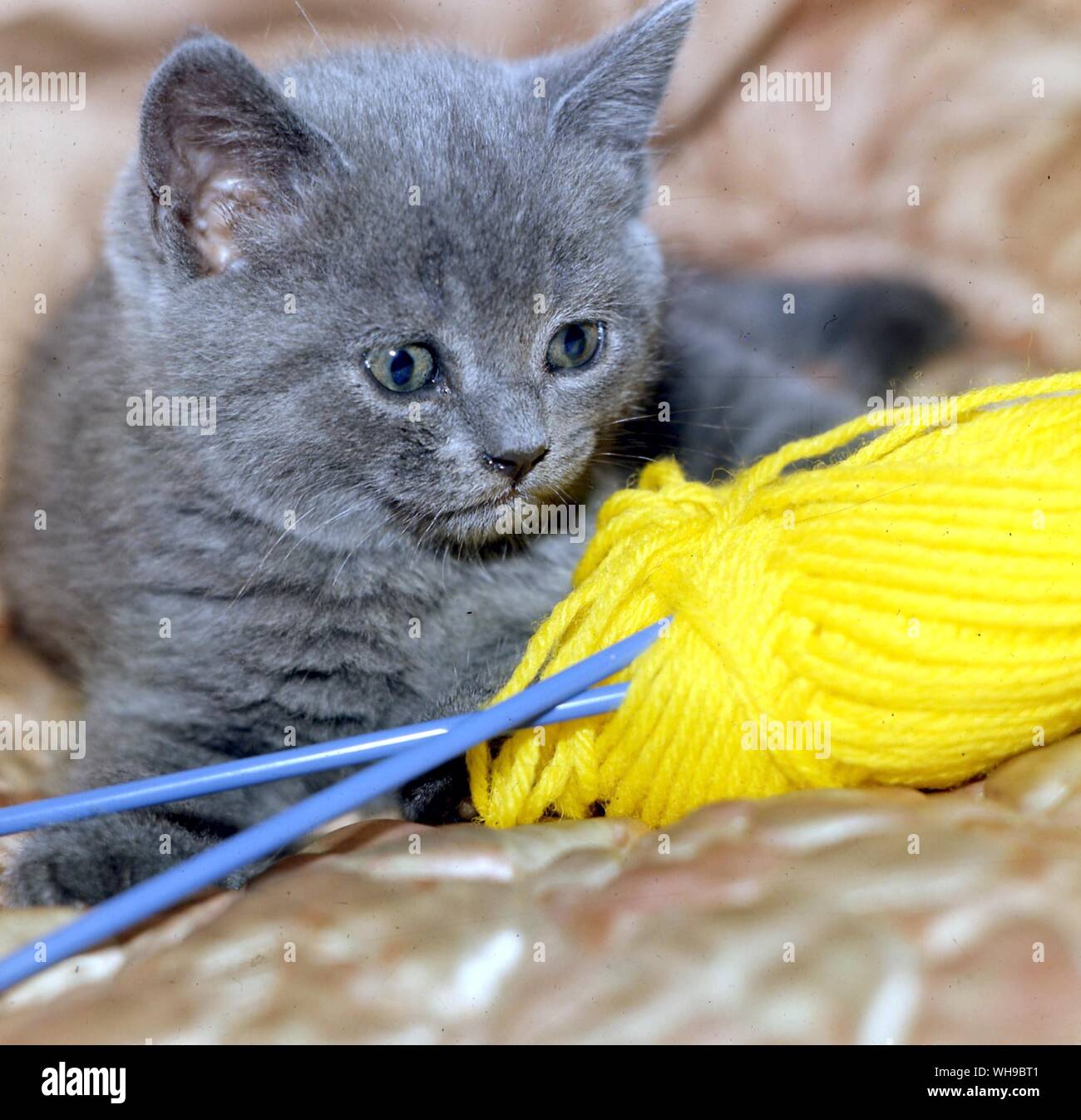 Shorthaired British Blue Cat Stock Photo