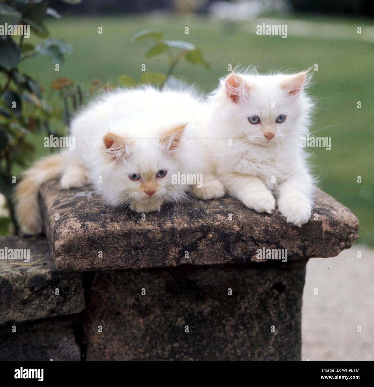 Colourpoint Red Point Cat Kittens Stock Photo