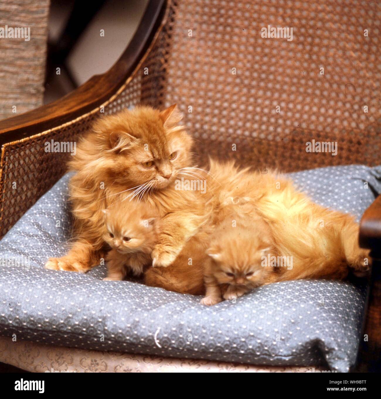Red Tabby Cat and Kittens Stock Photo