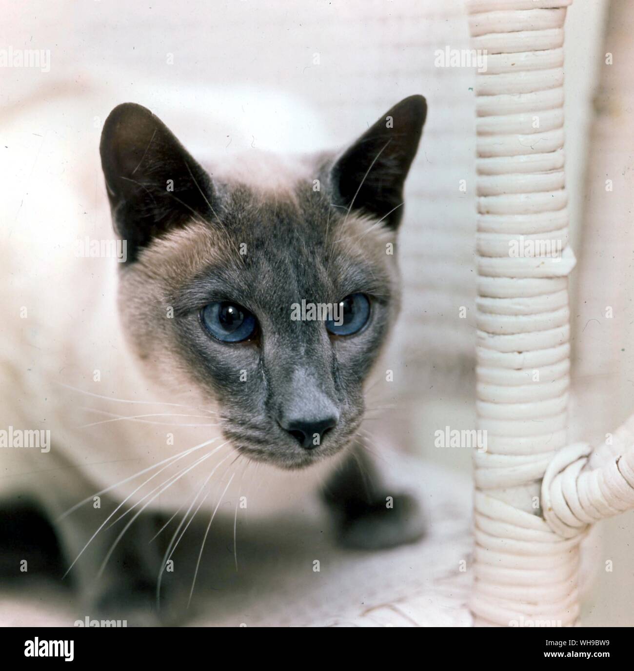 Blue Point Siamese Cat Stock Photo