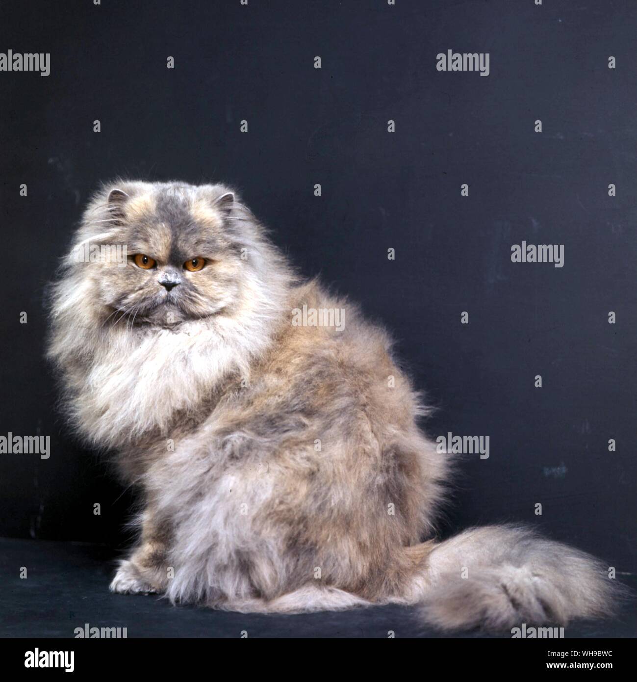 Long Hair Cat Stock Photo