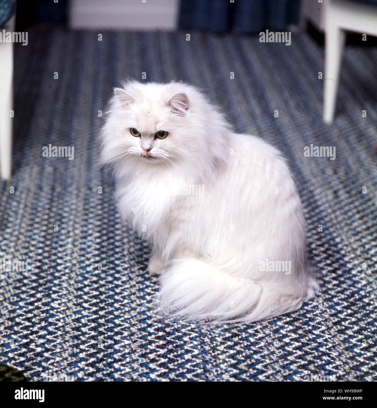White Cat Stock Photo