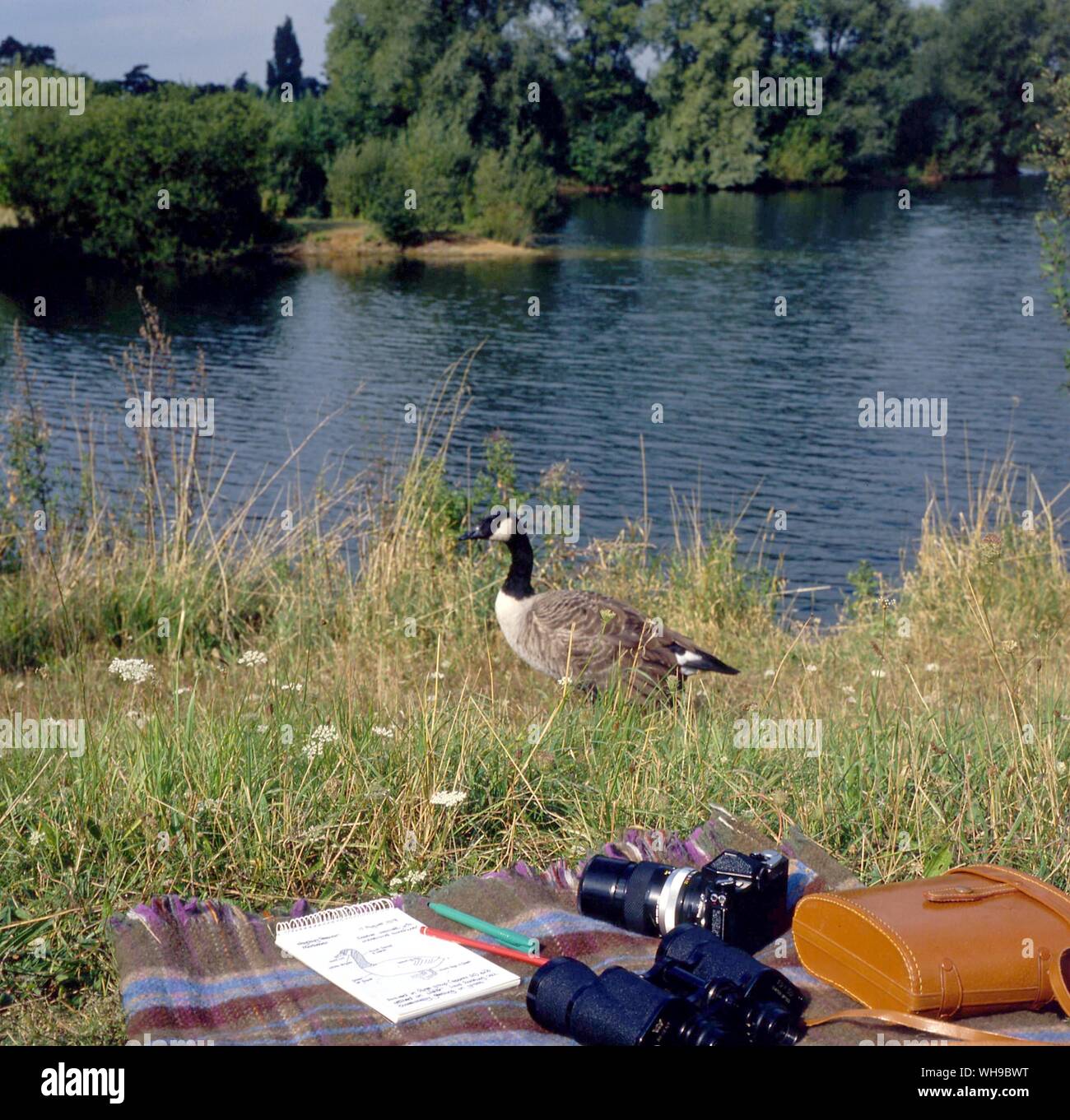 Birdwatching in England Stock Photo