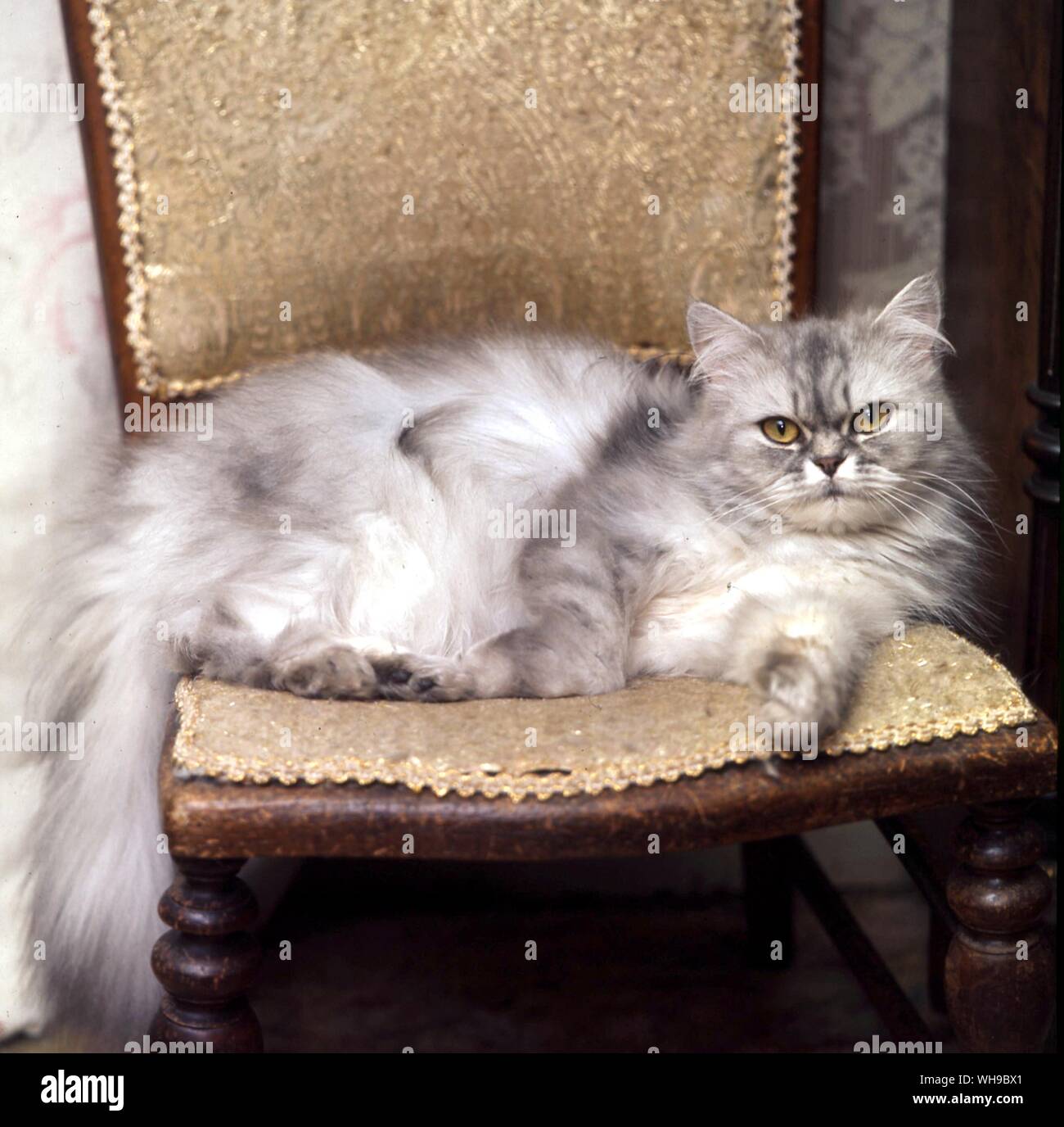 Shaded Silver Cat Stock Photo - Alamy