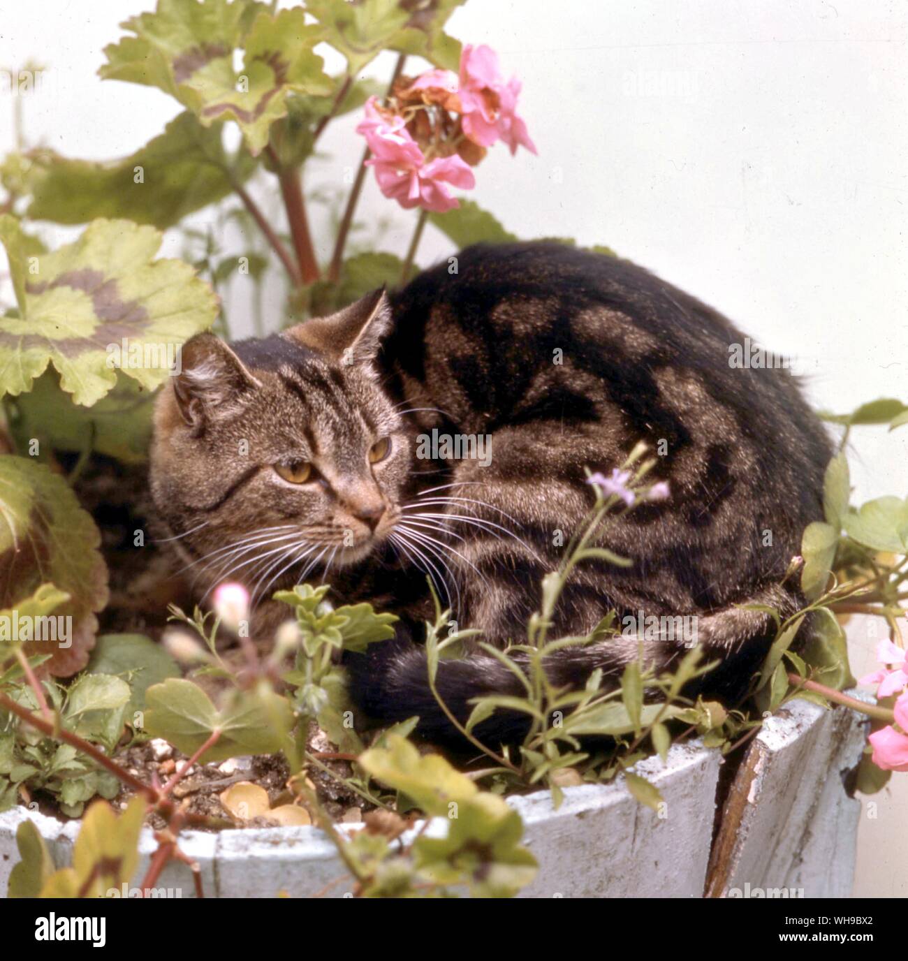 Shorthaired Tabby  Cat Stock Photo