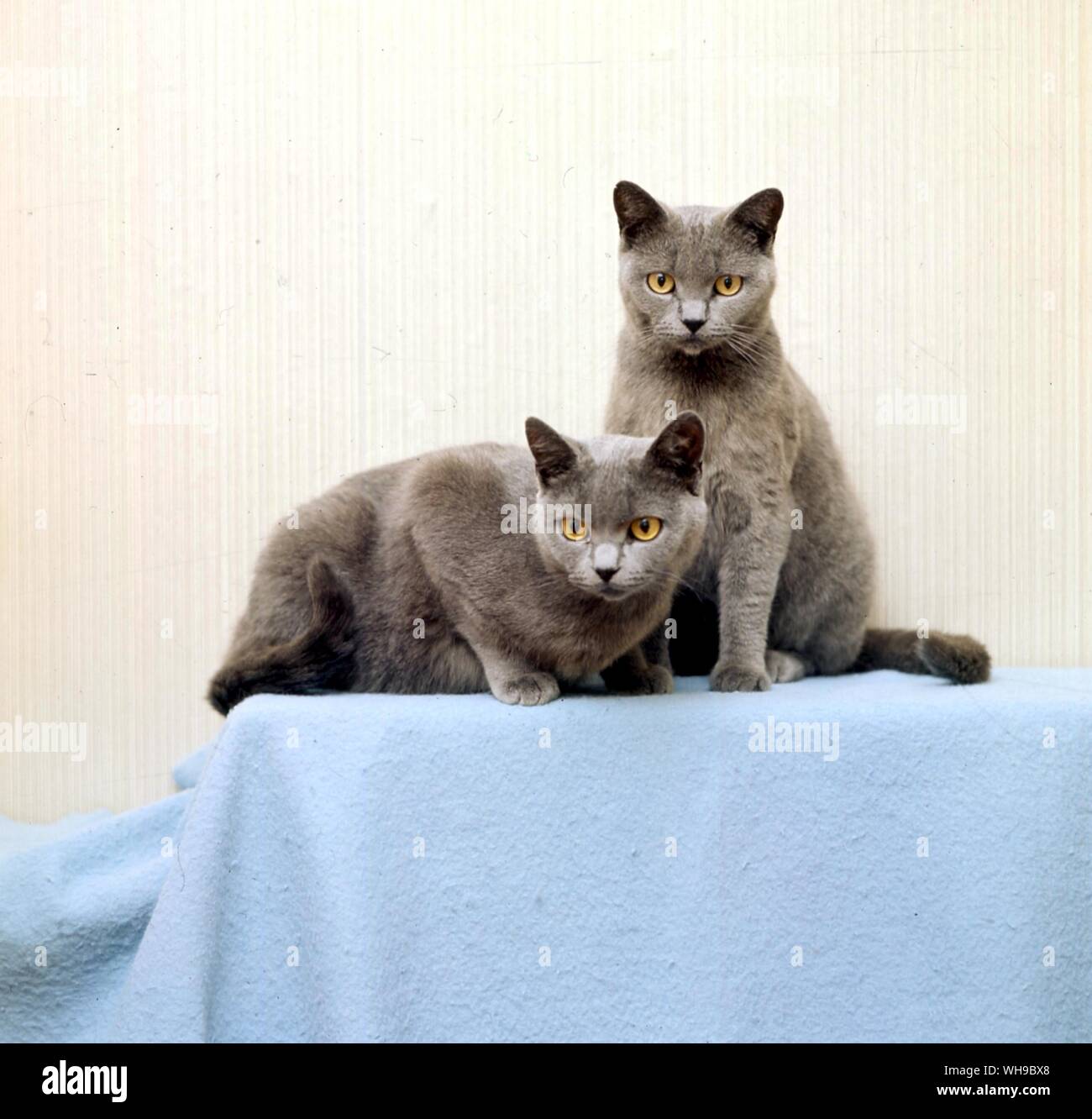 British Blue  Cats Stock Photo