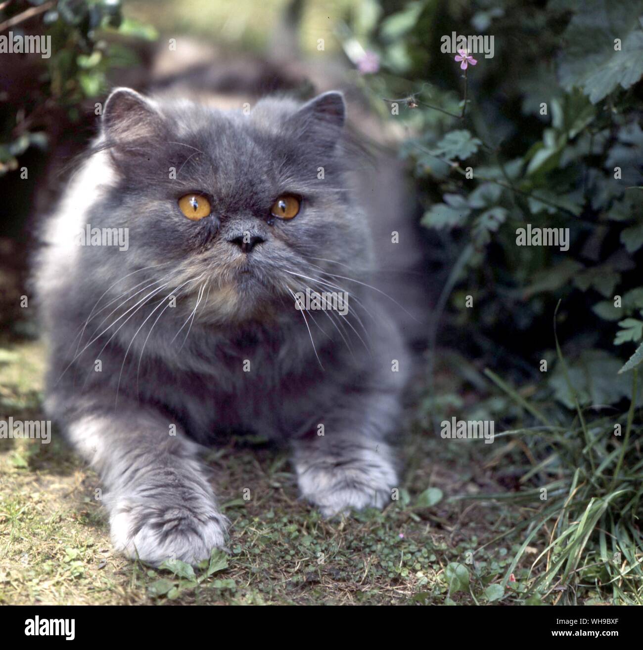 Blue Cream Cats Stock Photo