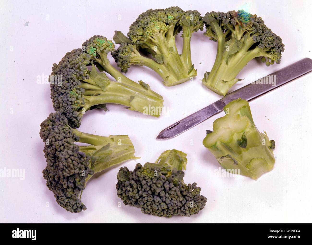 Broccoli Stock Photo