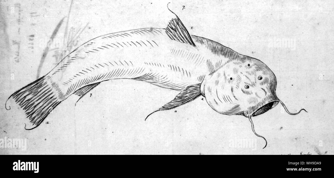 A sketch of a South American catfish, from Humboldt's journal Stock Photo