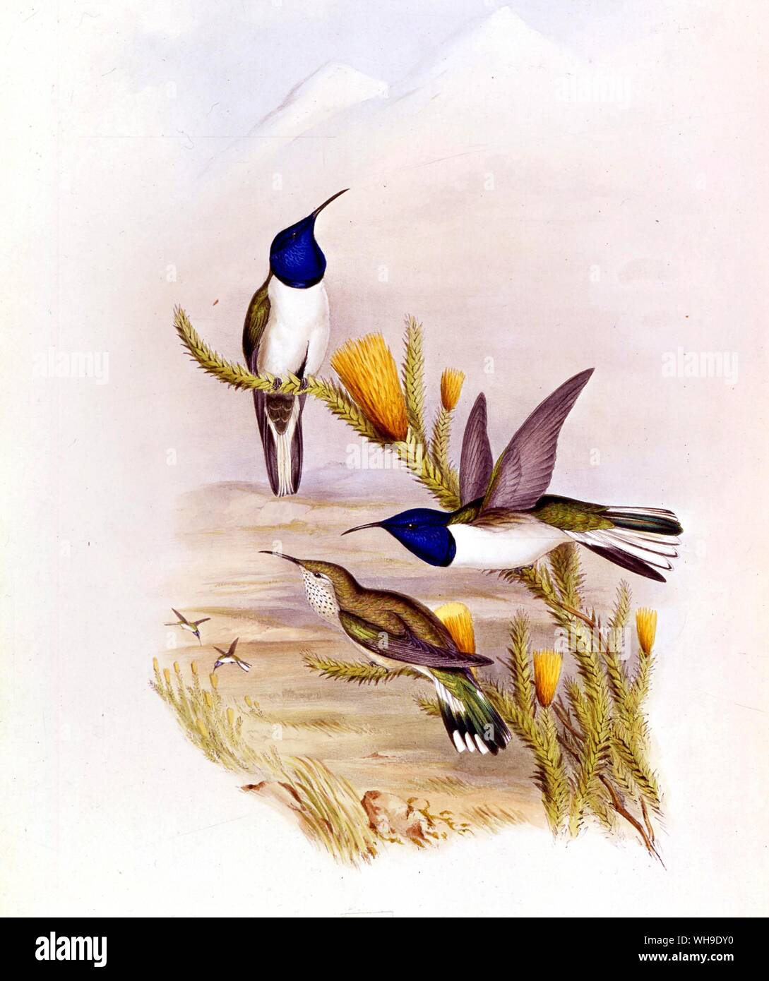 Hummingbirds (Oreotrochilicus pichincha), called Pichincha Hill Stars, on the slopes of Pinchincha. From A Monograph of the Trochilidae by John Gould. Stock Photo
