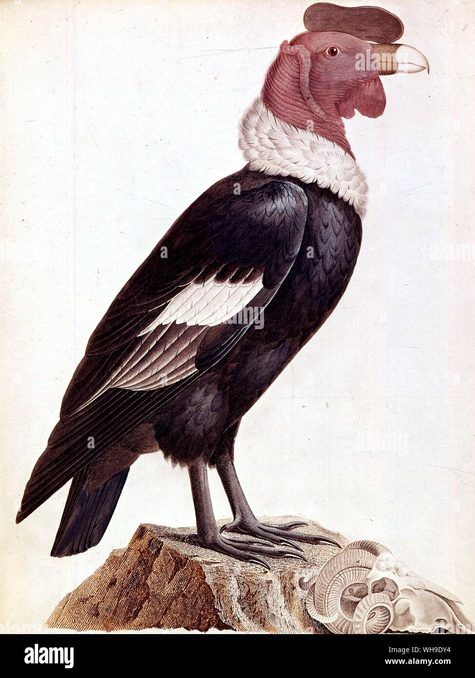 South American condor. From Racueil d'observations de zoologie by Humboldt and Bonpland, The Royal Geographical Society, London. Photo: Derrick Witty Stock Photo