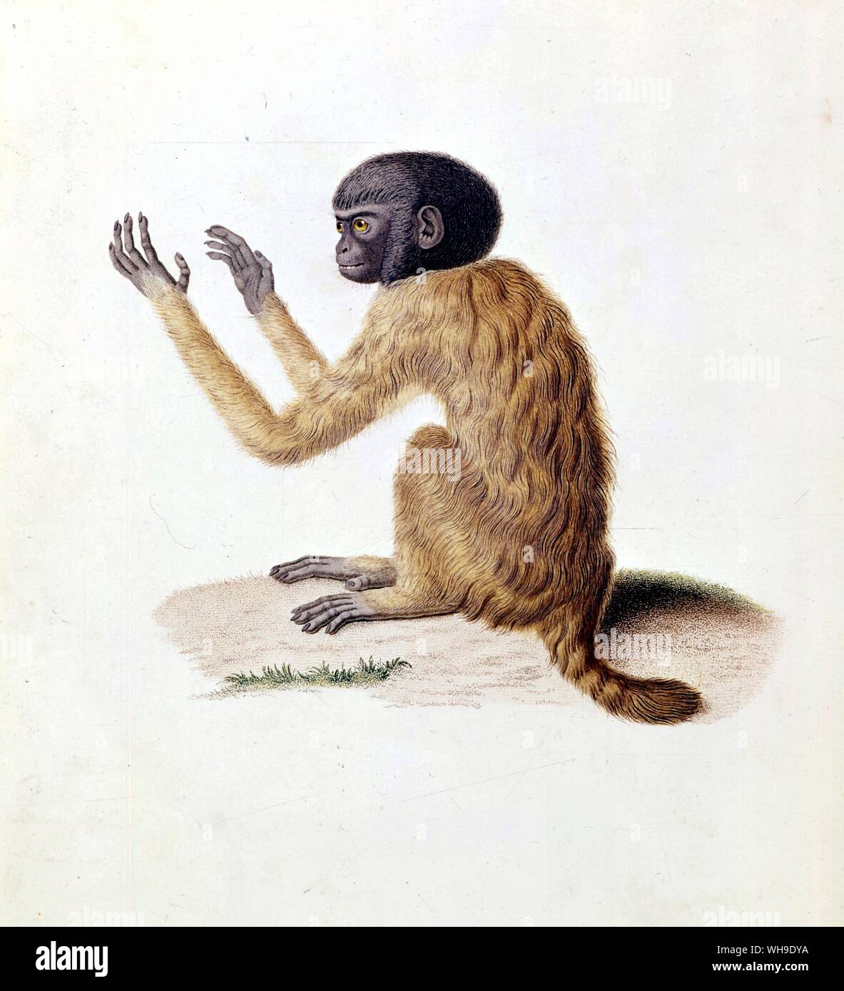 Simia melanocephala - Humboldt made a sketch of a black-headed cacajao (or uakari) of the Rio Negro from which this coloured engraving was later made. He obtained this little monkey, with its characteristic short tail, from the Indians of the Casiquiare and kept it as a pet until it died of a stomach upset at Carachana on the Orinoco. Stock Photo