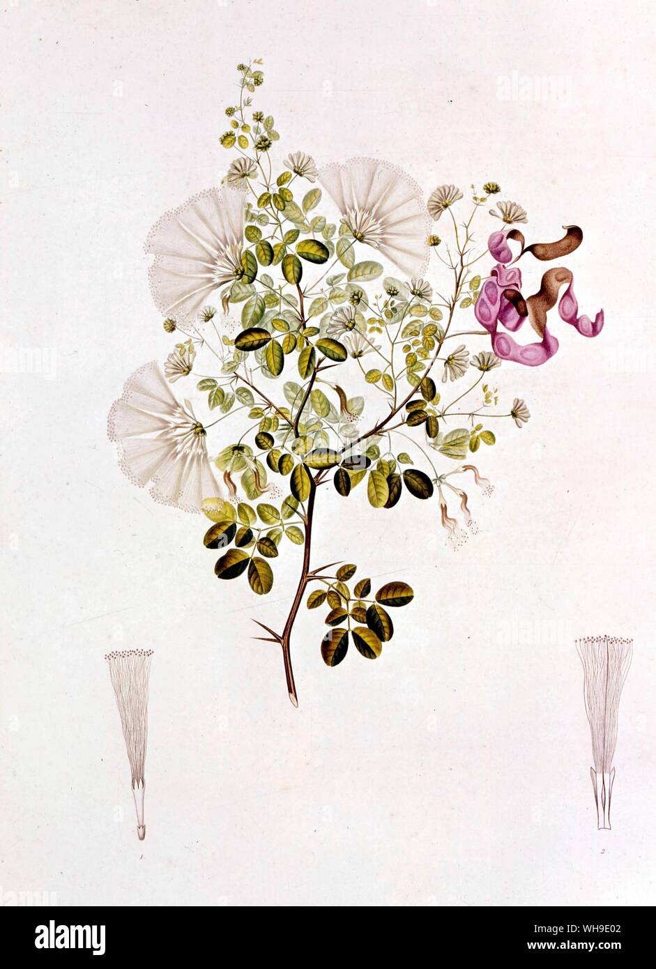 Humboldt and Bonpland brought 60,000 plant specimens back to Paris from Spanish America, many of which were later illustrated in 17 lavish volumes. Inga excelsa appeared in a volume devoted to Mimosas and other leguminous plants. Stock Photo