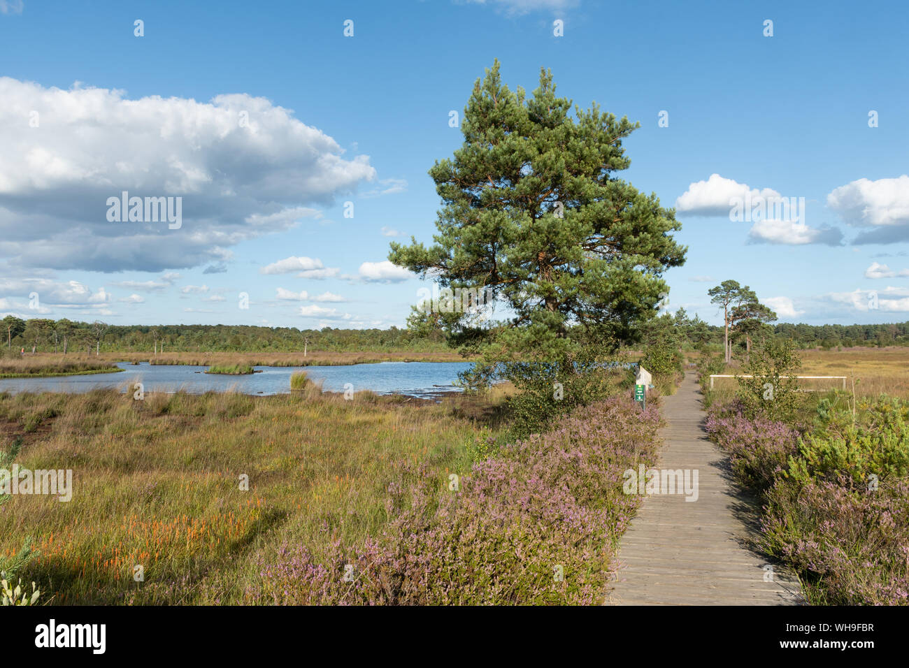 View of Thursley Common National Nature Reserve in Surrey, England, UK Stock Photo