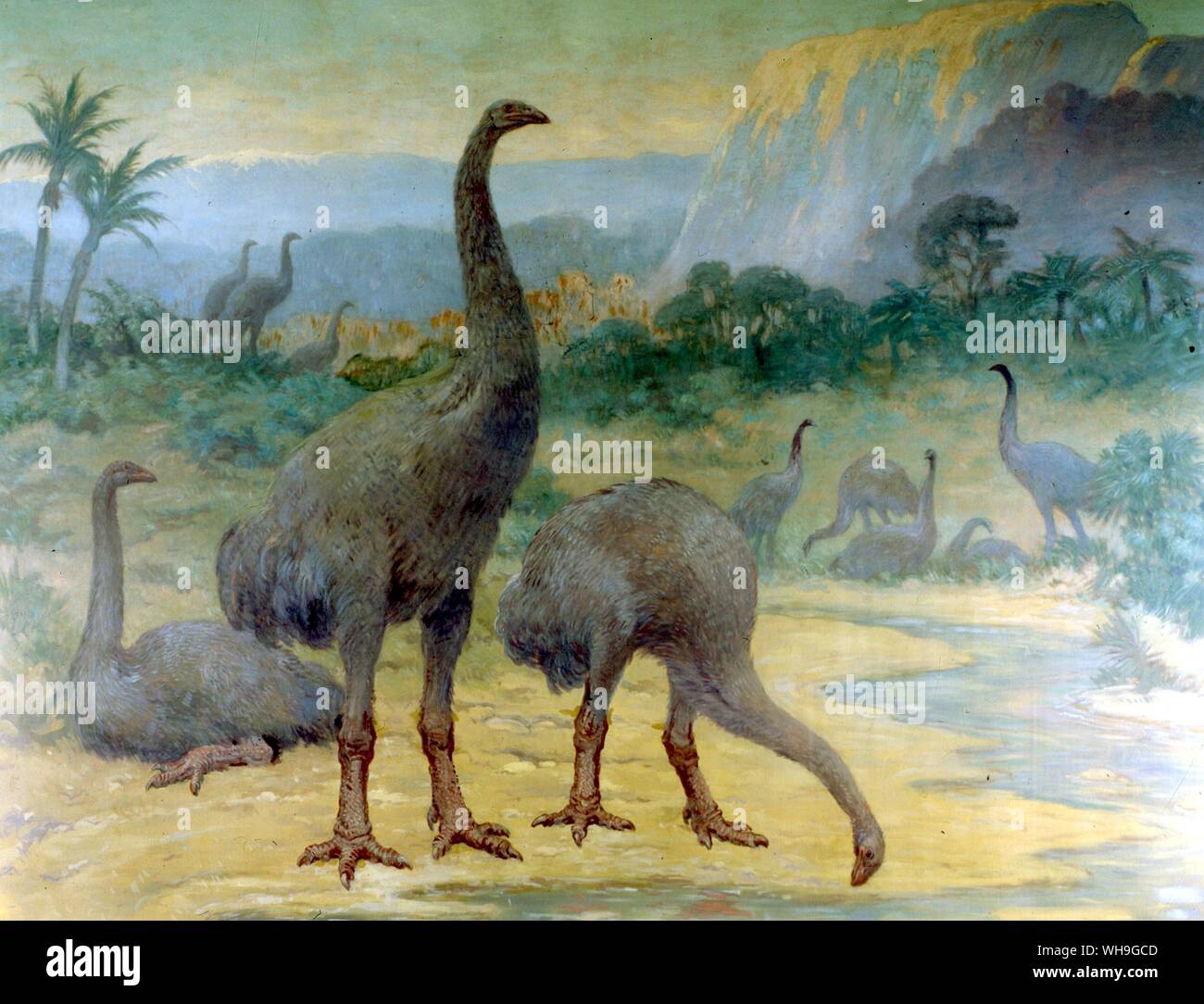 Extinct birds Stock Photo