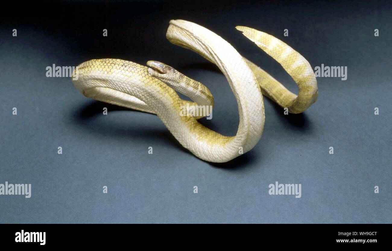 Sea Snake Stock Photo