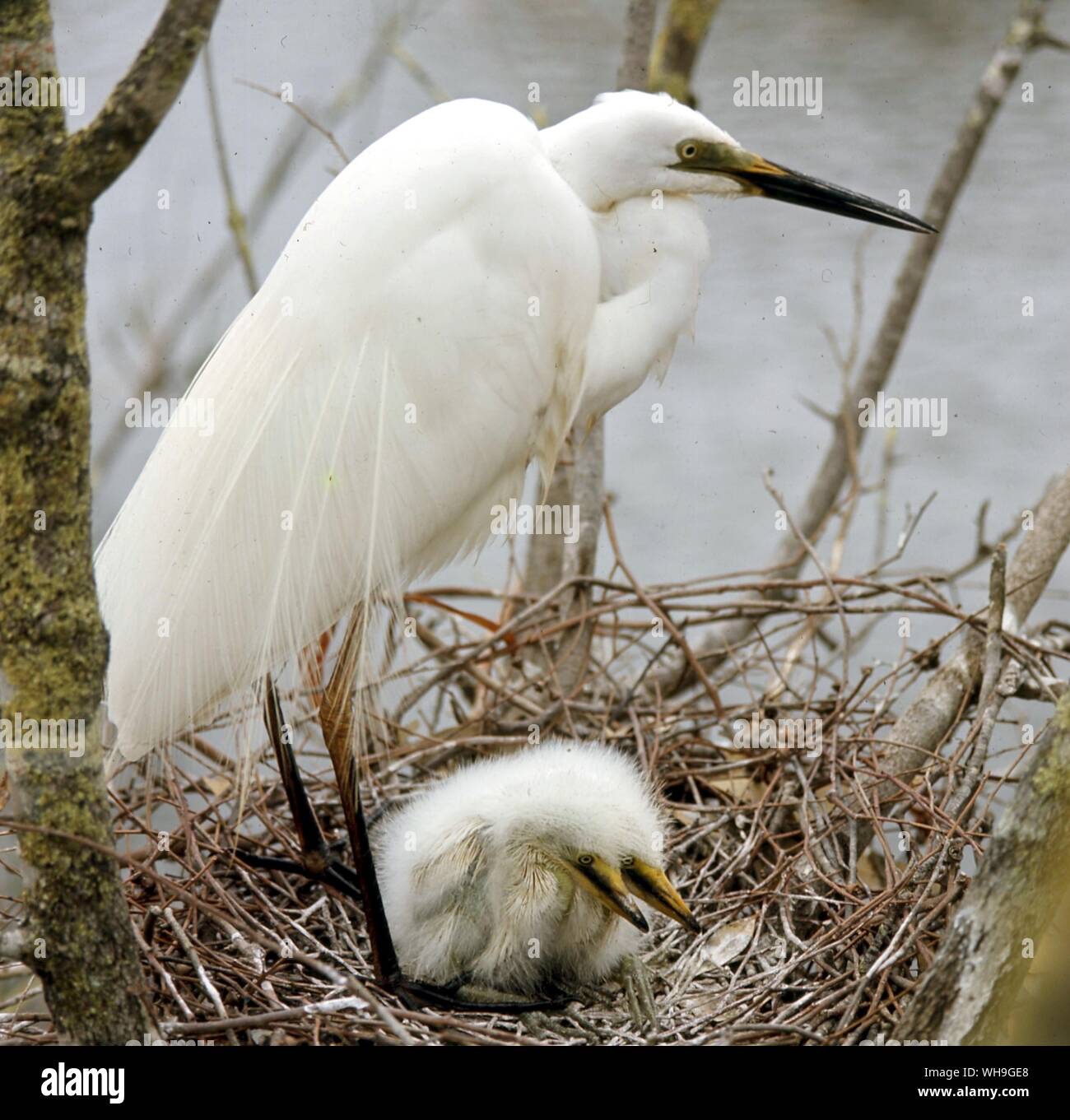 White Egret and Chicks Stock Photo
