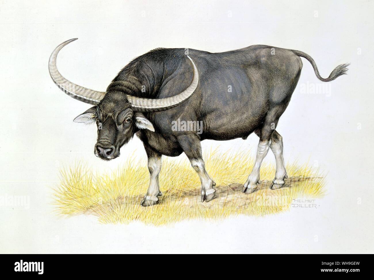 Illustration of Asiatic Wild Buffalo Stock Photo