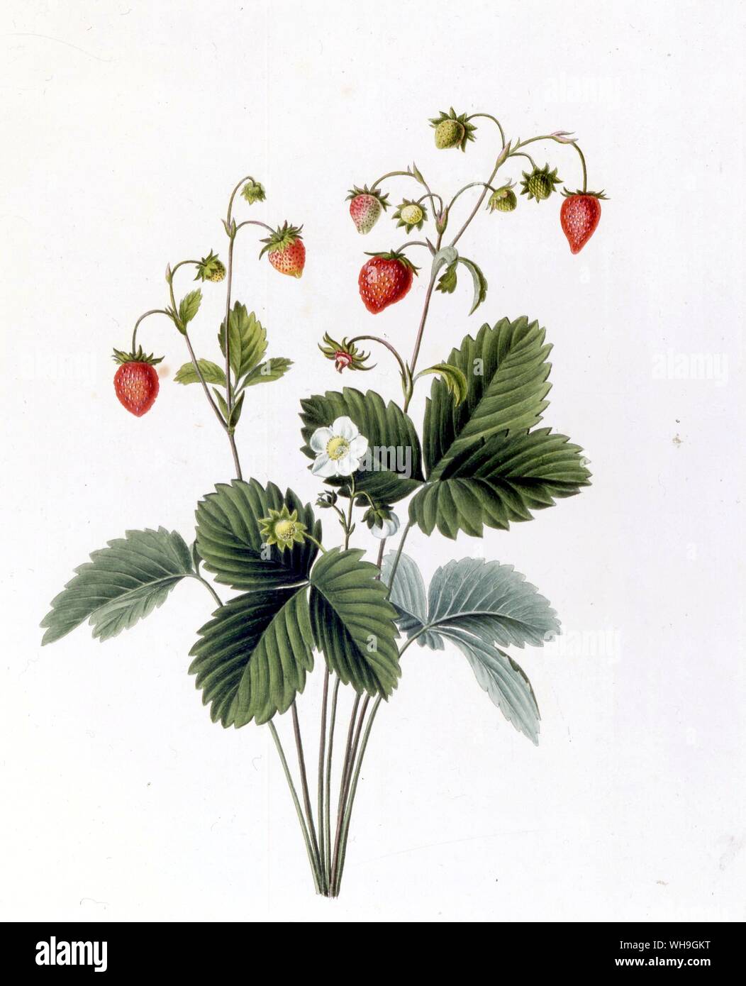 strawberry Stock Photo