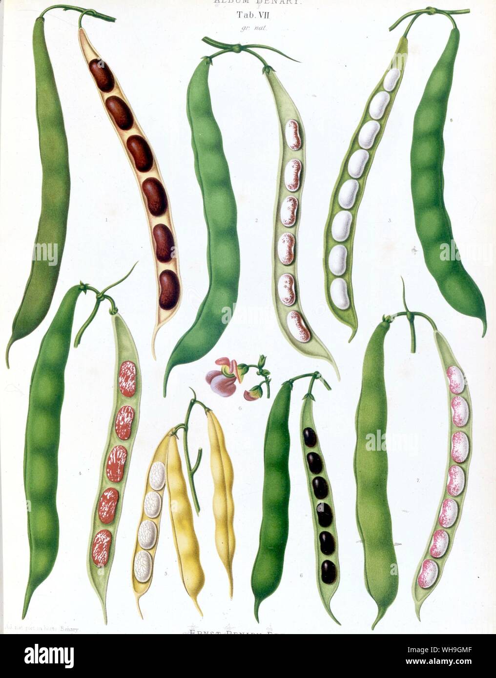 Beans hi-res stock photography and images - Alamy