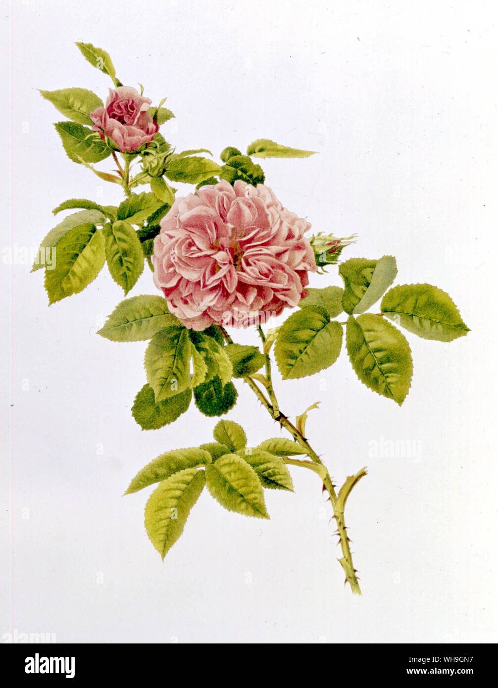 English Cabbage Rose Rosa Centifolia Stock Photo
