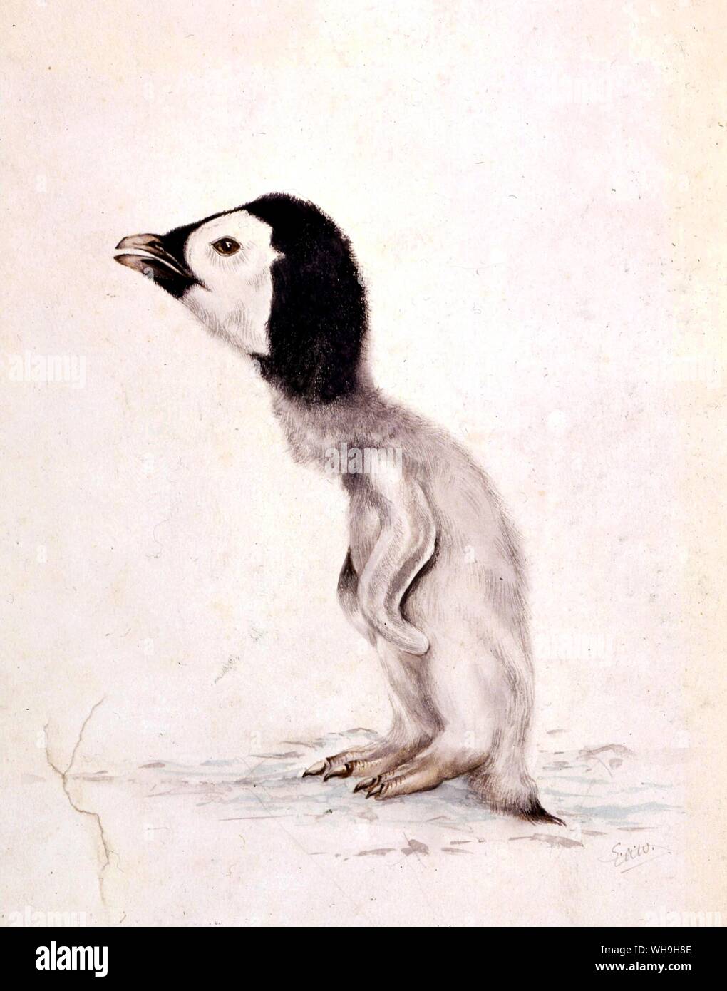 Antartica Emperor Penguin Chick Stock Photo