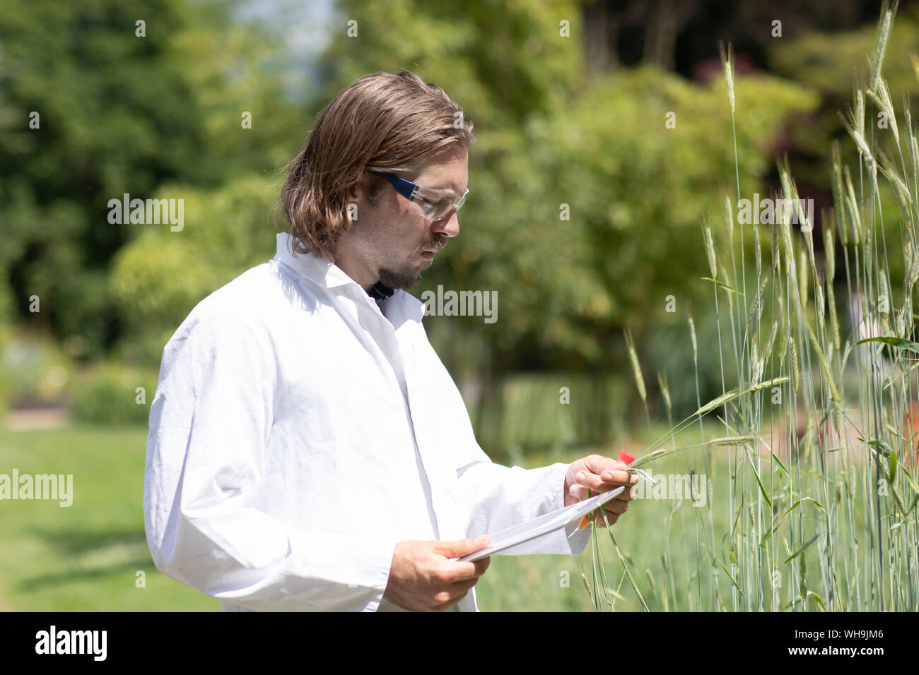 Researcher in a laboratory coat examining plants outside Stock Photo