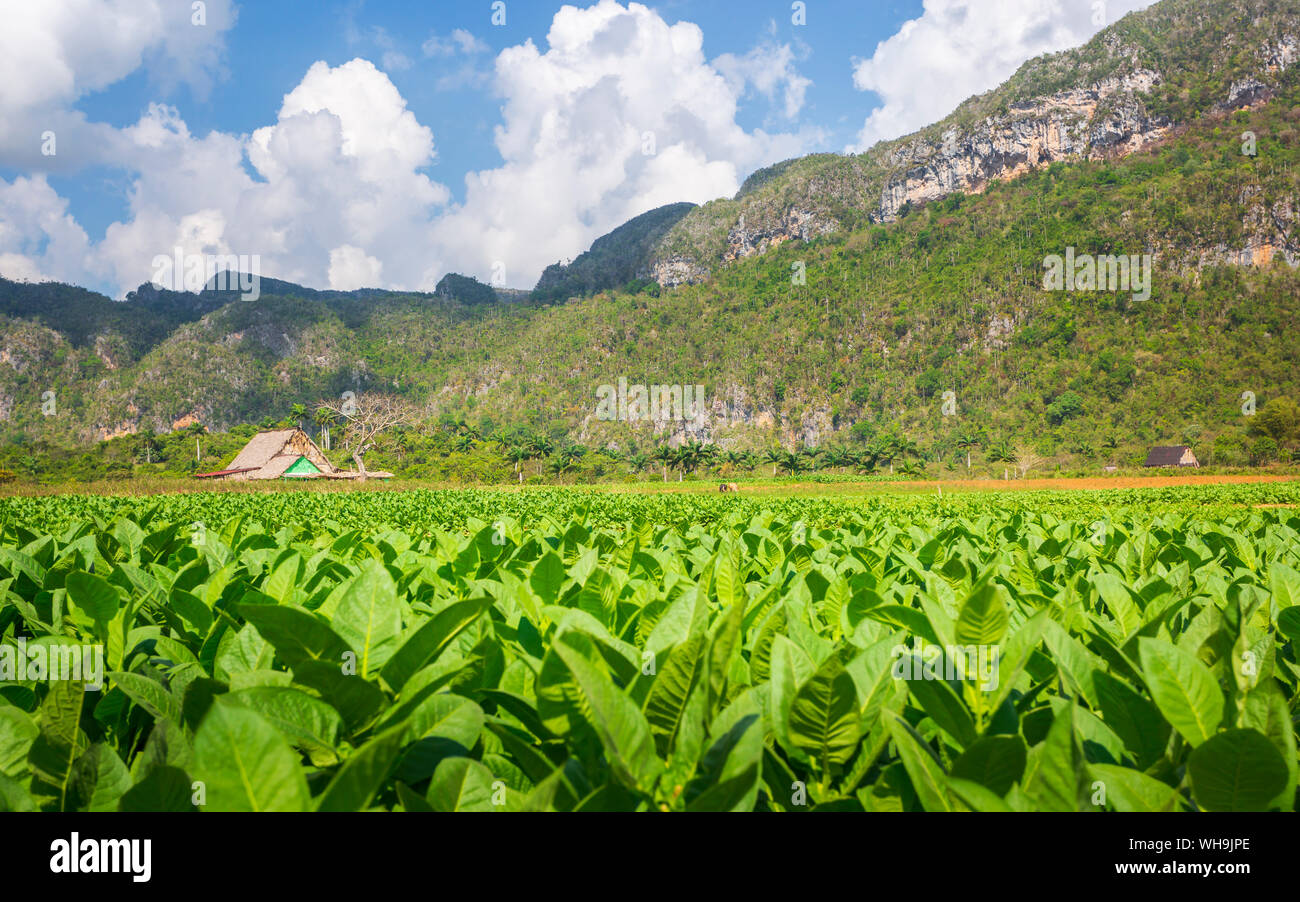 Tobacco field in Vinales National Park, UNESCO World Heritage Site, Pinar del Rio Province, Cuba, West Indies, Caribbean, Central America Stock Photo