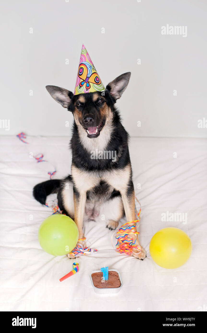 Dog Wearing Party Hat With Confetti And Balloons Against White