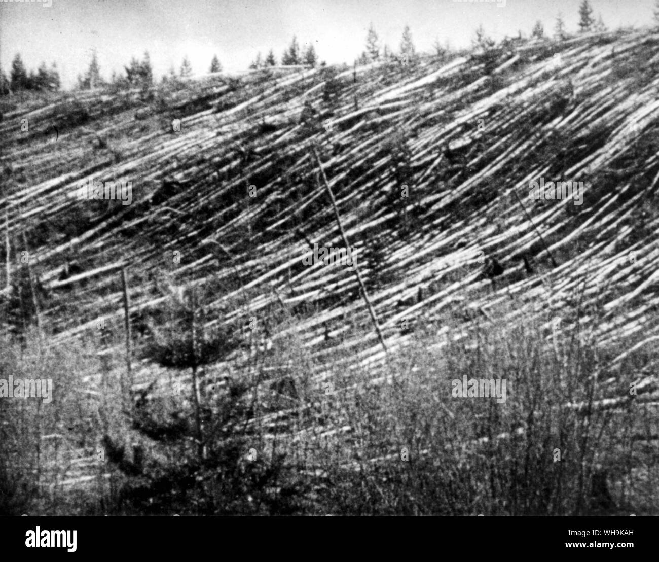 Tunguska Forest flattened by blast. 1908 event Stock Photo