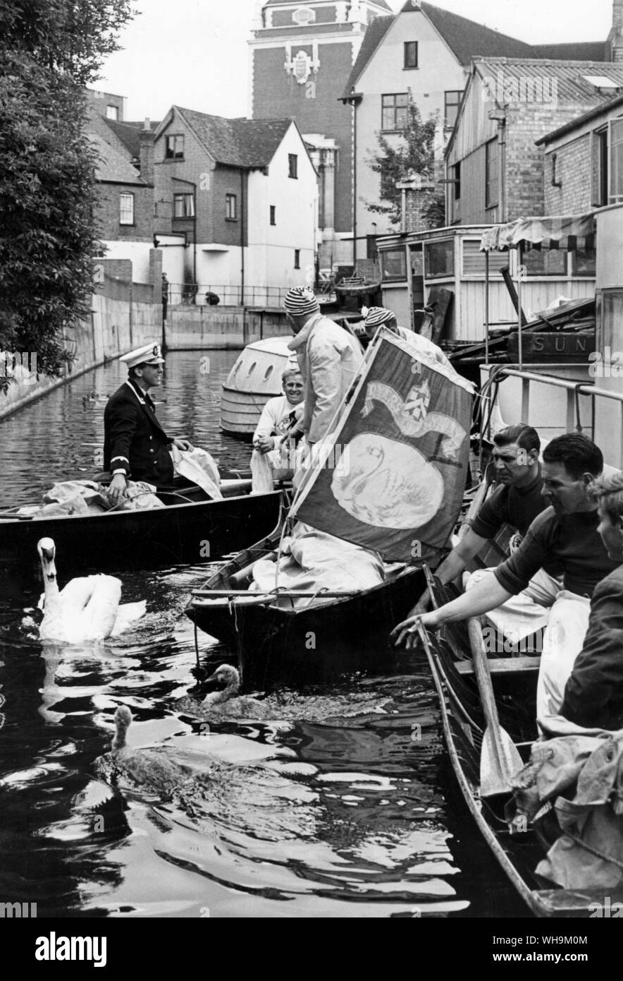 16th July 1963: 'Members of this year's swan upping expedition at Kingston upon Thames, the first day of their journey up river to Henley to sort swans.' Stock Photo