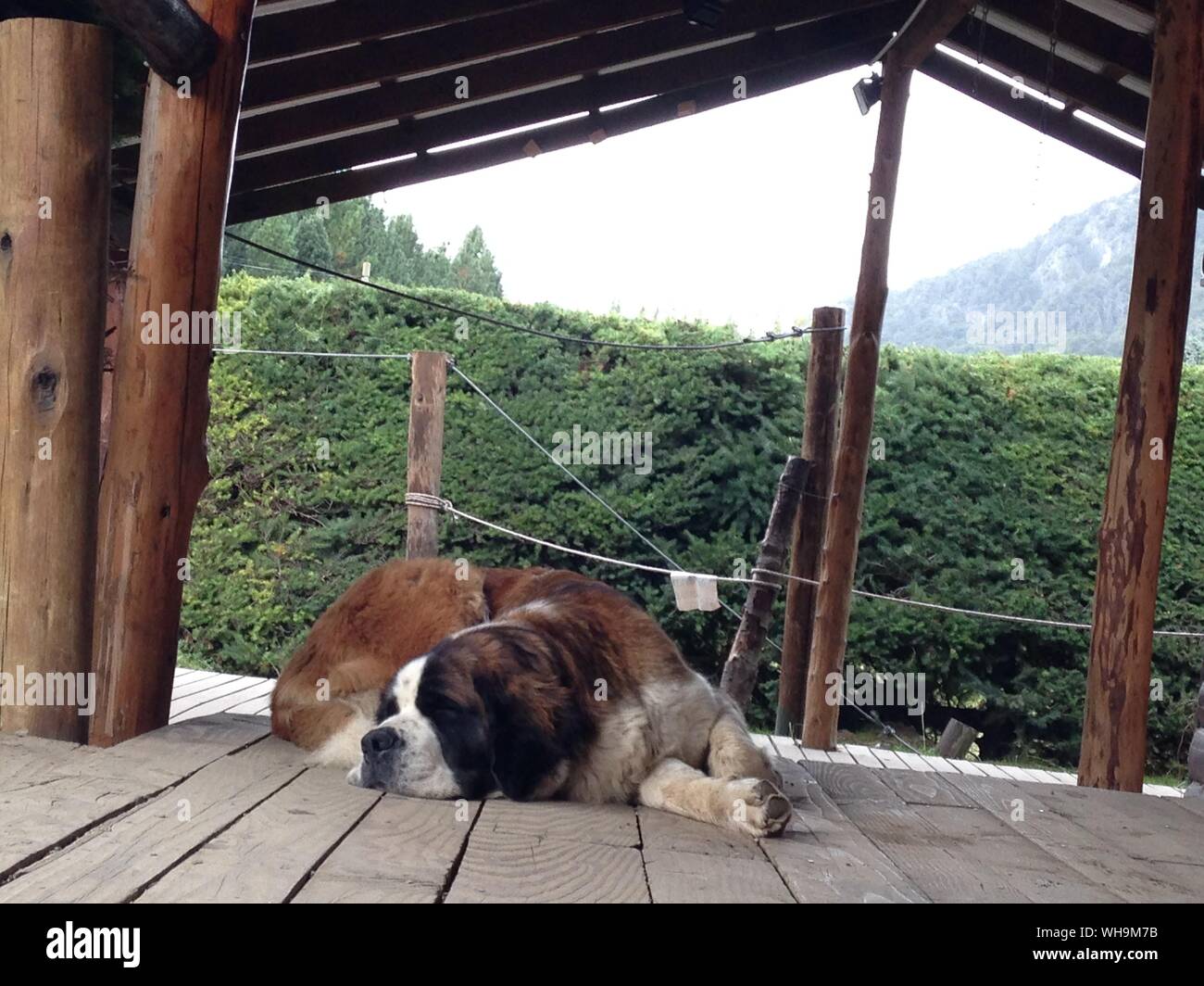 Dog Sleeping On Hardwood Floor Stock Photo 268818127 Alamy