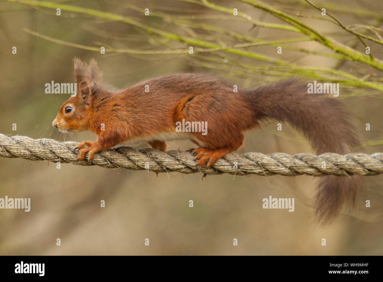 British Red Squirrel on a rope Stock Photo Alamy